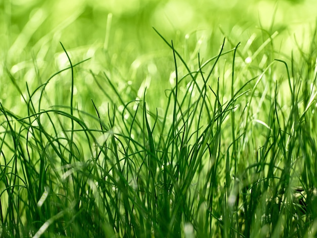 Primer plano de hierba verde.