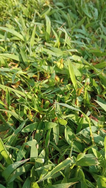 Foto un primer plano de la hierba verde