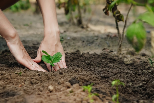 Primer plano de hierba verde