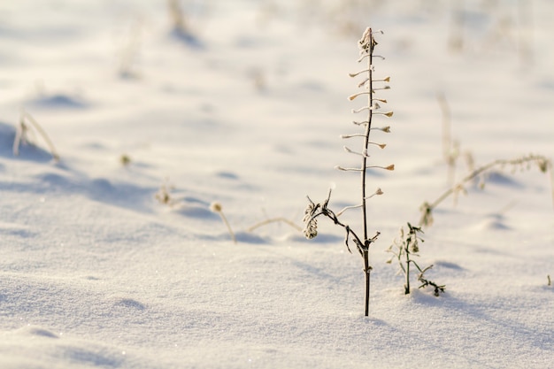 Primer plano de hierbas secas y negras marchitas plantas malas hierbas cubiertas de nieve y escarcha en invierno frío campo vacío