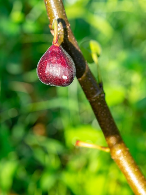 Foto un primer plano de los higos en la planta