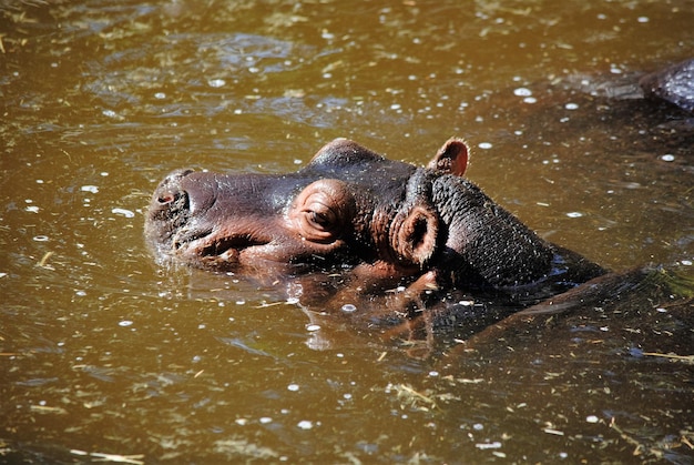 Foto primer plano de un hipopótamo en el agua