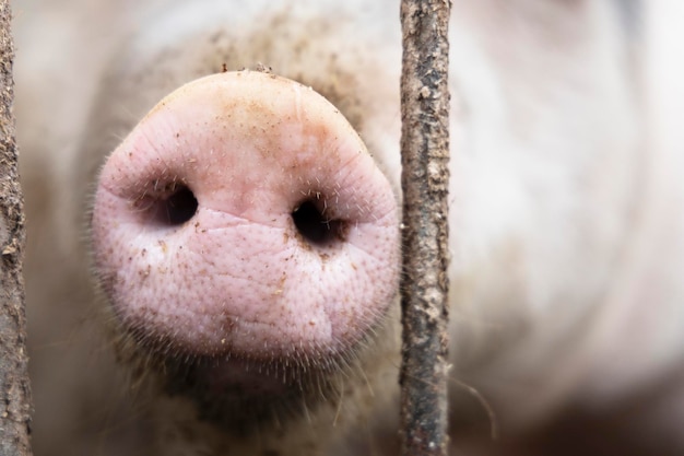 Primer plano de hocico de cerdo entre los barrotes de la valla