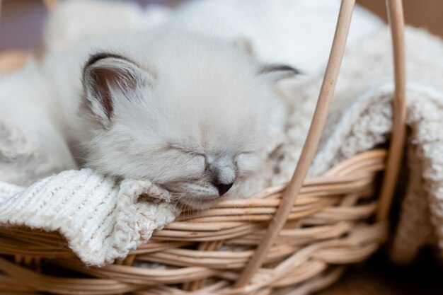 Primer plano del hocico de un gatito británico de pelo corto durmiendo en una cesta de mimbre Pedigree pet