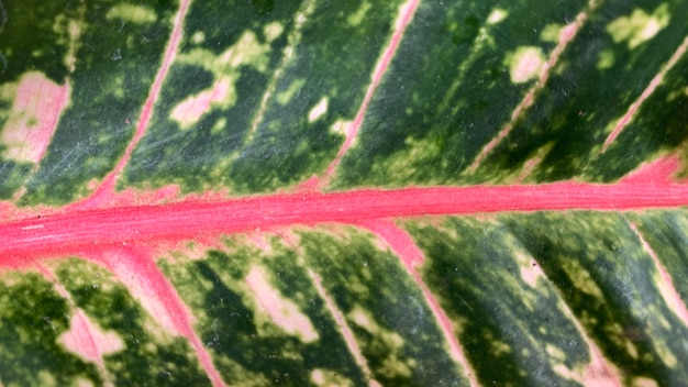 un primer plano de una hoja de aglonema que tiene un patrón único, fondo único, ningún pueblo