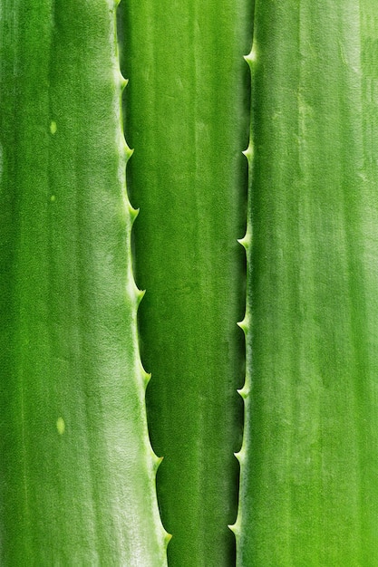 Primer plano de hoja de aloe vera Fondo de hojas verdes de aloe vera