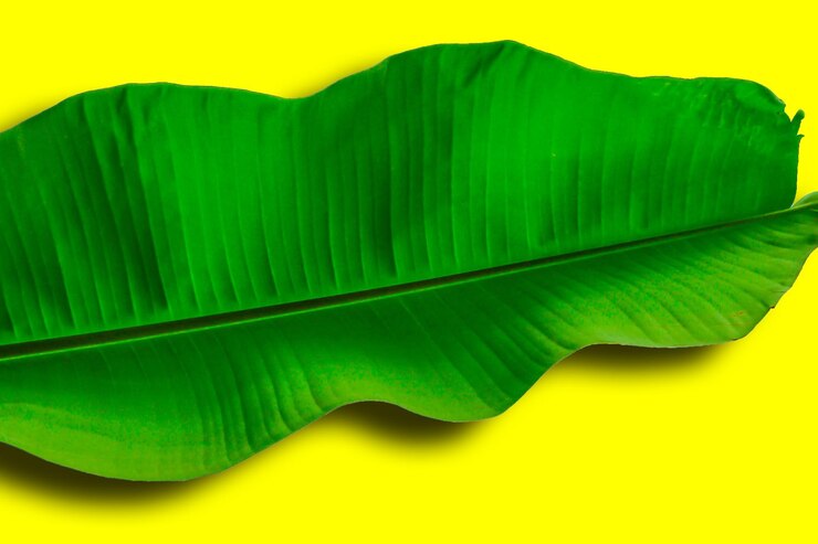 Foto primer plano de una hoja amarilla contra un fondo verde