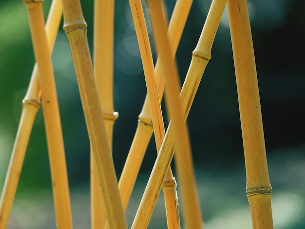 Primer plano de la hoja amarilla