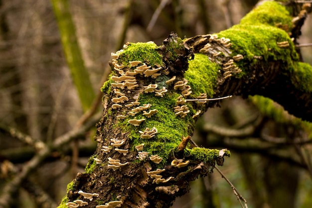 Foto primer plano de una hoja en un árbol