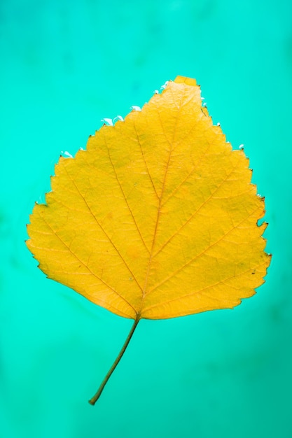 Primer plano de una hoja de arce amarilla contra el cielo azul