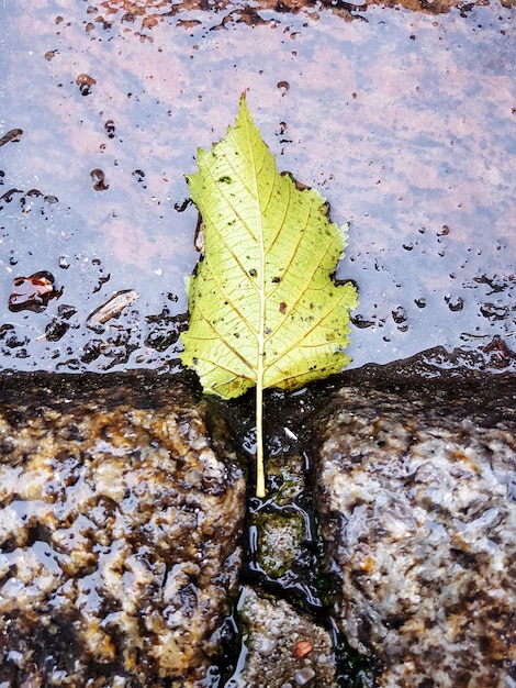 Foto primer plano de una hoja de arce flotando en el agua