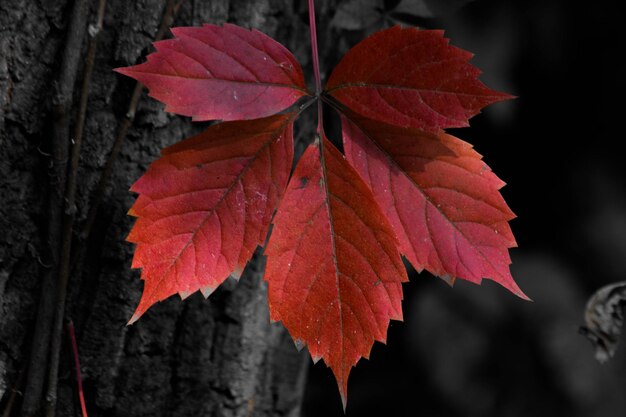 Primer plano de una hoja de arce en otoño