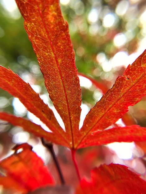 Foto primer plano de la hoja de arce roja durante el otoño