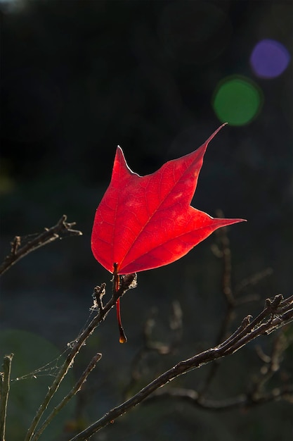 Foto primer plano de una hoja de arce roja en una ramita