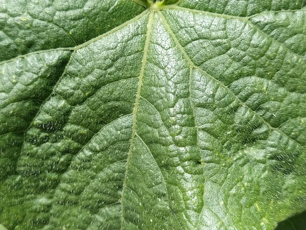 Primer plano de hoja de calabaza o pepino Gran hoja verde peluda con venas Cultivo de hortalizas y melón