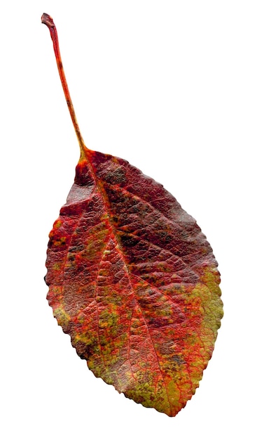 Primer plano de la hoja de ciruelo Hoja roja del árbol de ciruelo aislado