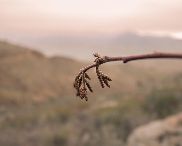 Foto primer plano de una hoja contra el cielo