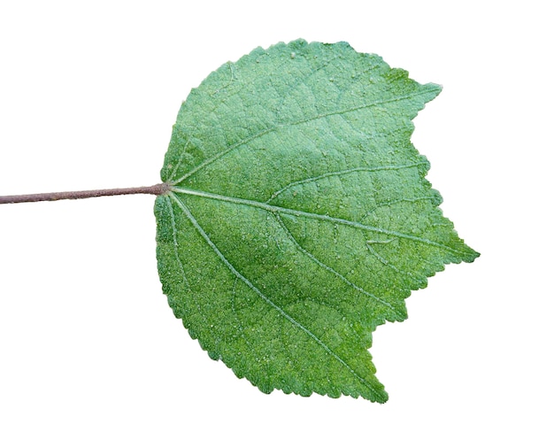 Foto primer plano de una hoja contra un fondo blanco