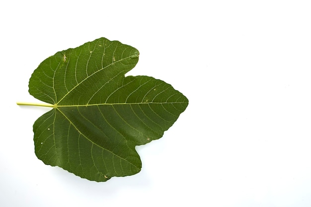 Primer plano de una hoja contra un fondo blanco