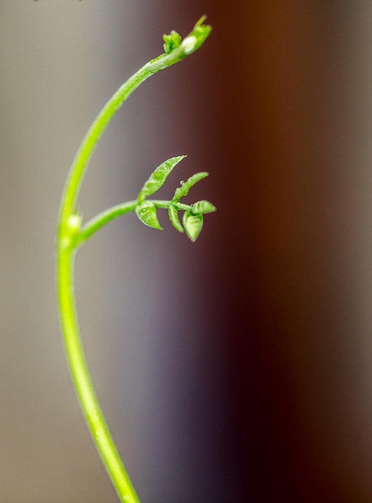 Foto primer plano de la hoja en espiral