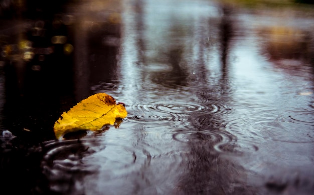 Foto primer plano de una hoja flotando en un charco durante la lluvia