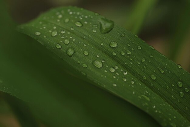 un primer plano de una hoja con gotas de agua en ella