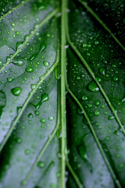 Primer plano de una hoja y gotas de agua sobre ella