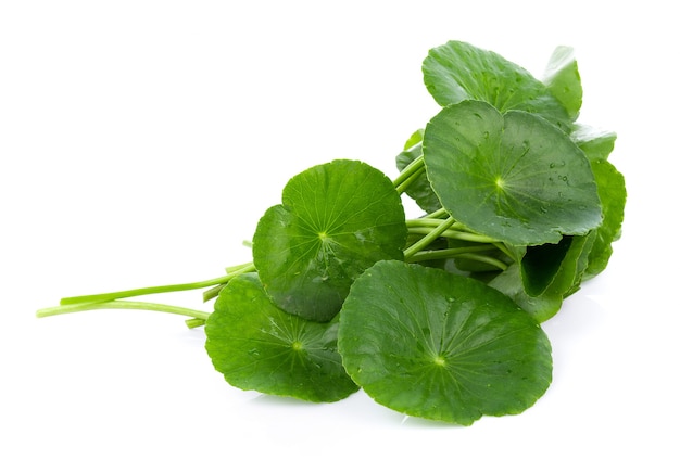 Primer plano de la hoja de Gotu kola, pennywort asiática, hoja asiática aislada