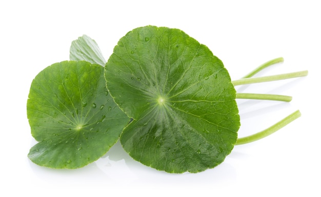 Primer plano de la hoja de Gotu kola