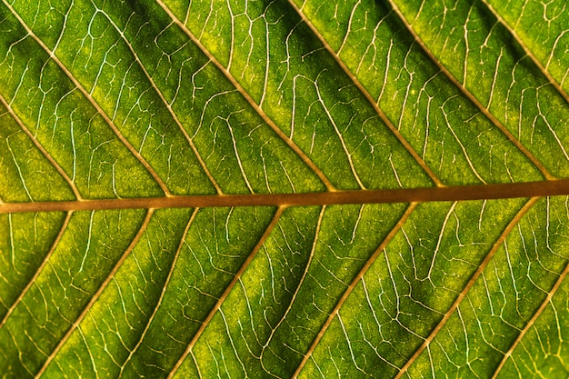 Primer plano de la hoja de guayaba. Textura de los fondos