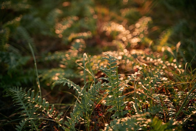 Primer plano de una hoja de helecho en el bosque al atardecer