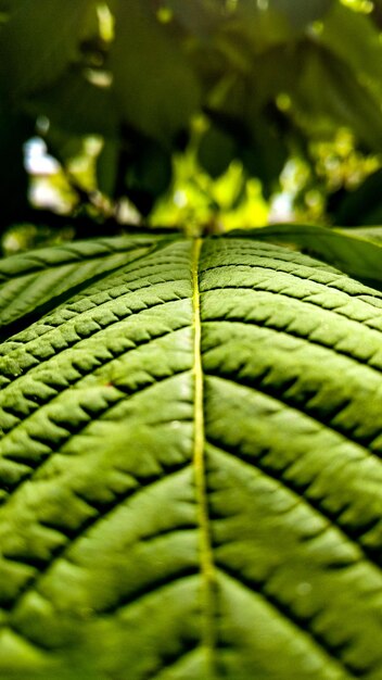 Foto primer plano de una hoja de helecho