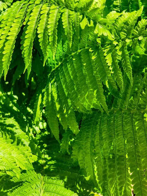 Un primer plano de una hoja de helecho