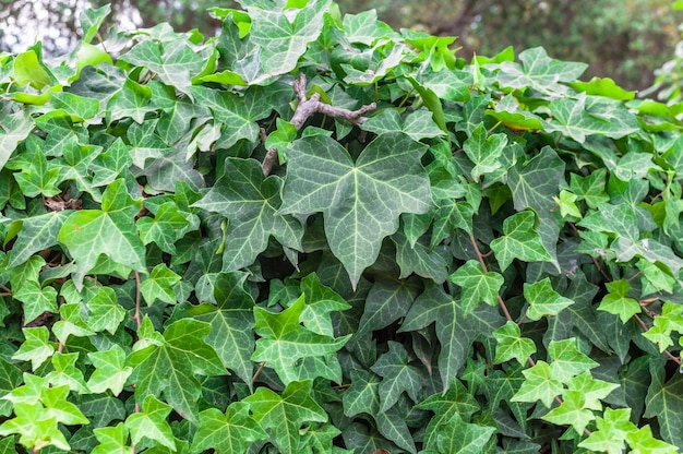 Primer plano de una hoja de hiedra