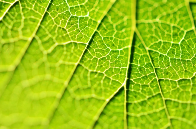 Primer plano de hoja hoja verde en el jardín Macro de hoja verde en el bosque Textura de hoja