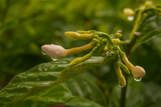 Primer plano de la hoja húmeda en la planta