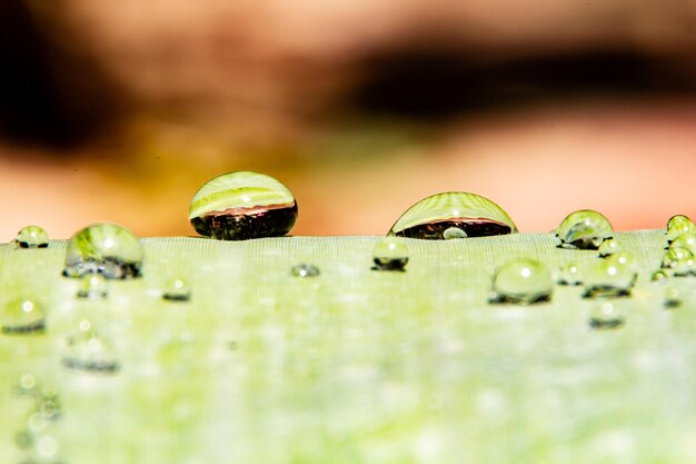 Foto primer plano de una hoja húmeda