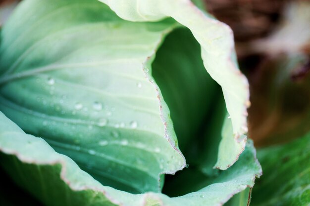 Foto primer plano de una hoja húmeda