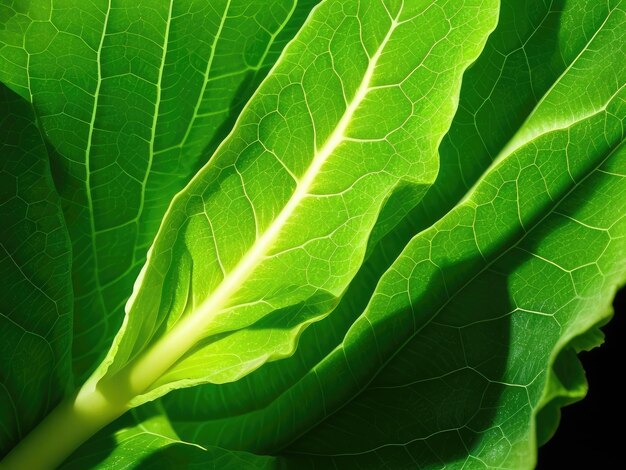 Un primer plano de una hoja de lechuga verde.