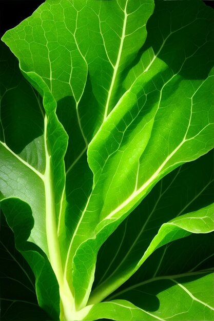 Un primer plano de una hoja de lechuga verde.