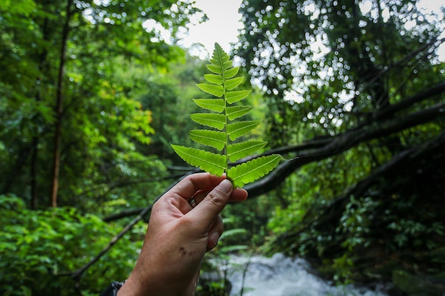 Primer plano de una hoja en la mano en el bosque