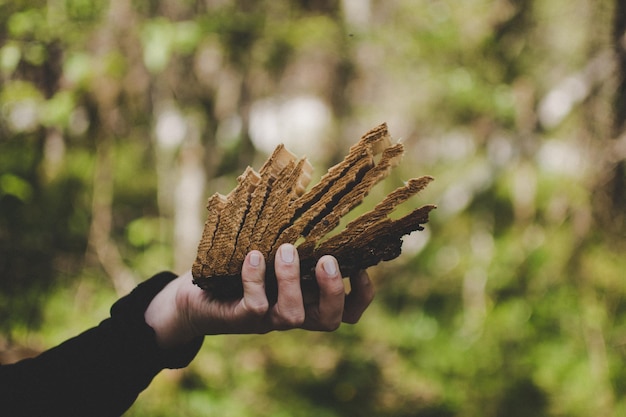 Primer plano de una hoja en la mano en el bosque