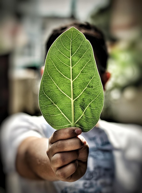 Foto primer plano de la hoja en la mano