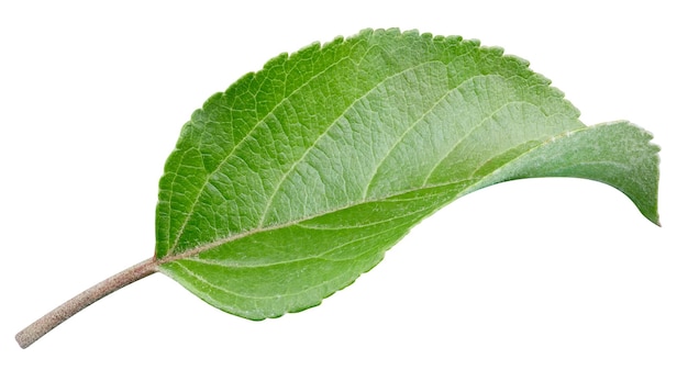 Primer plano de la hoja de manzana aislado en blanco Trazado de recorte de hoja de manzana