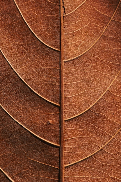 Un primer plano de una hoja marrón con la palabra "hoja" en la parte inferior.