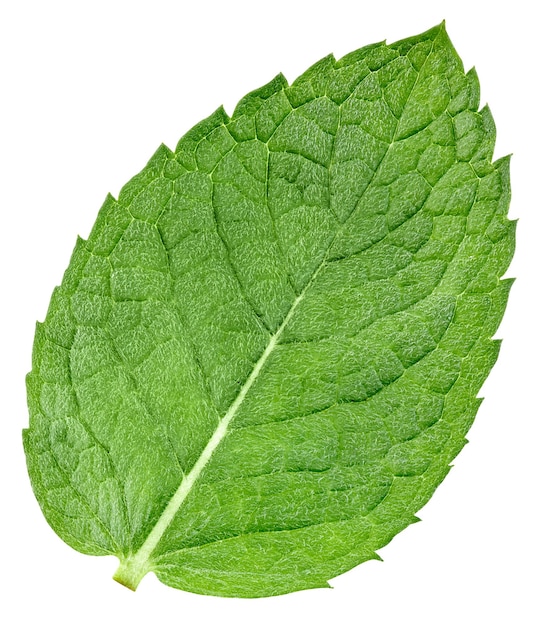 Primer plano de hoja de menta aislado en blanco Trazado de recorte de hoja de menta