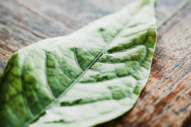 Primer plano de una hoja en una mesa de madera