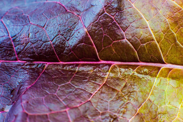 Primer plano de hoja morada Fondo de textura de hojas frescas Papel tapiz ecológico natural Comida vegetariana Productos vegetales y vitaminas Macro foto