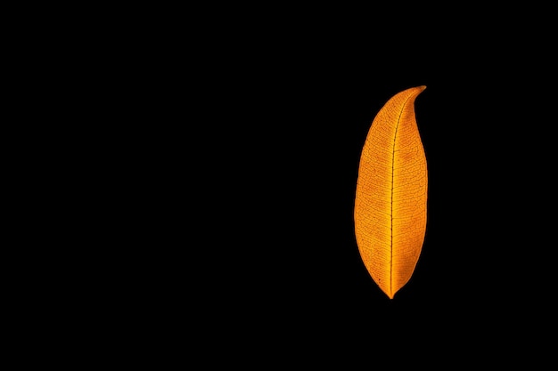 Foto primer plano de una hoja de naranja contra un fondo negro