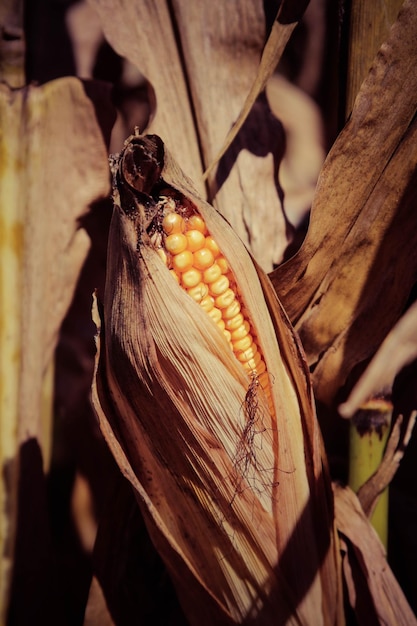 Primer plano de una hoja de naranja